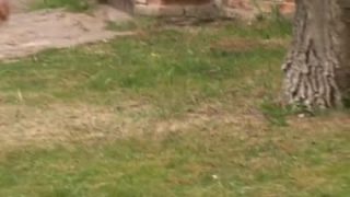 Countryside blonde fucked behind the barn